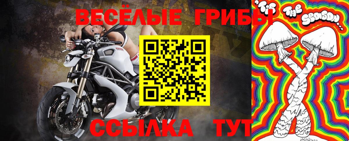 Псилоцибиновые грибы Psilocybe Новороссийск